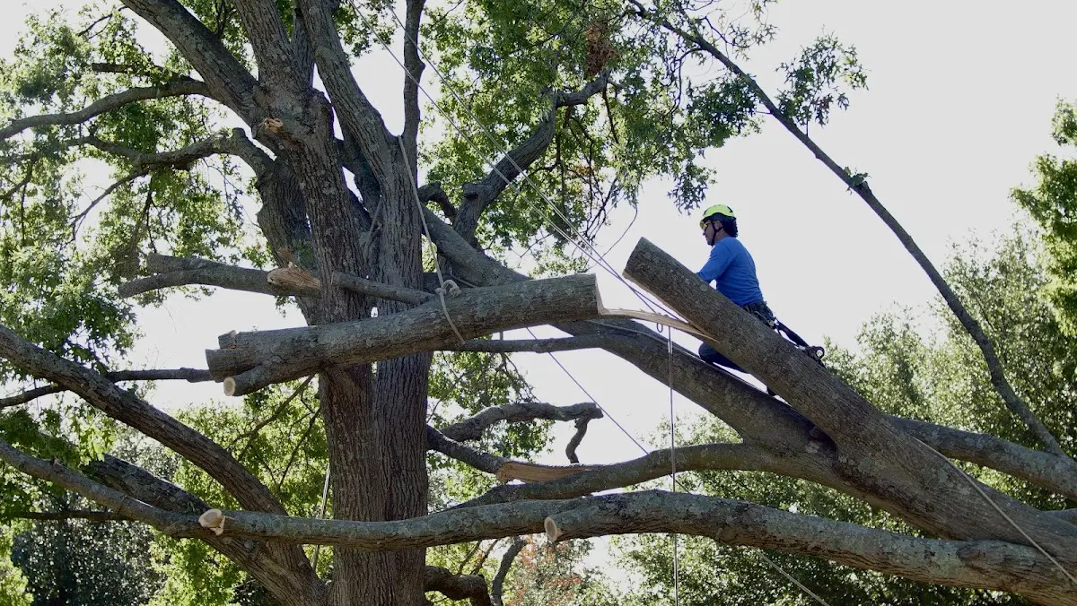 Professional Crown Thinning performed by certified arborists in Kaibeto